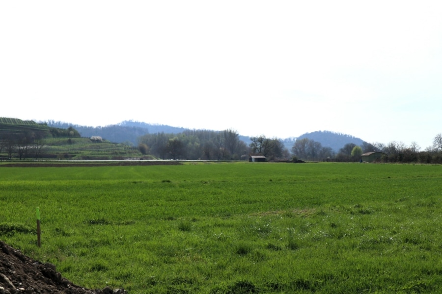 Ansicht 1 - Zu verkaufen: Landwirtschaftsfläche in Burkheim